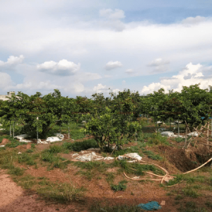 BÁN ĐẤT XÂY XƯỞNG TẠI BÀU BÀNG – TPHCM
